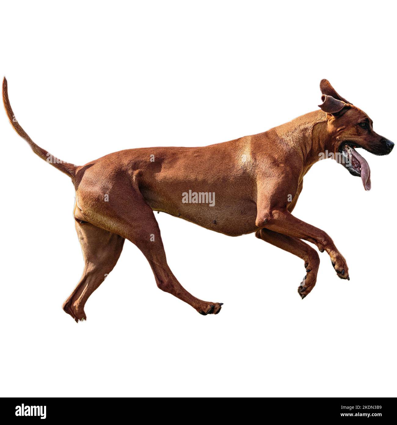 Dog running in field and chasing at full speed on competition straight