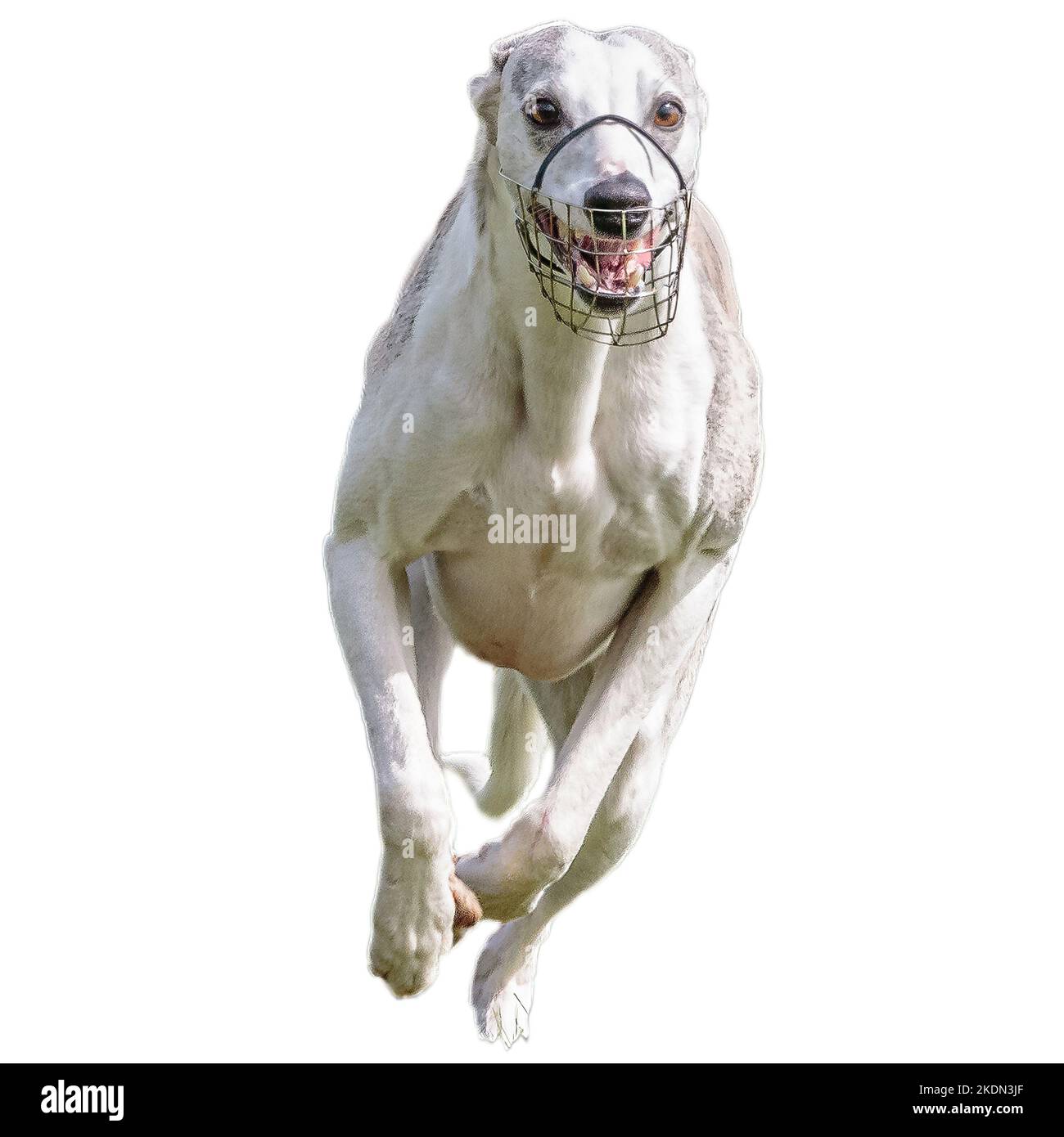 Dog running in field and chasing at full speed on competition straight ...