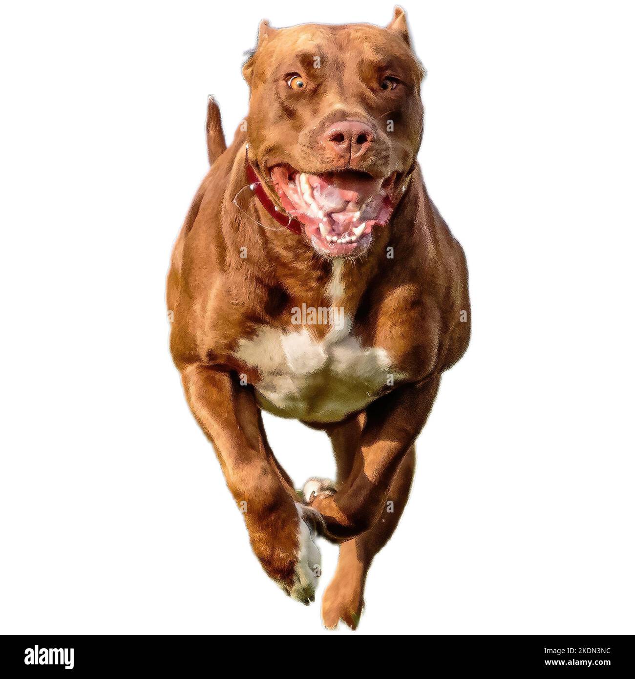 Dog running in field and chasing at full speed on competition straight