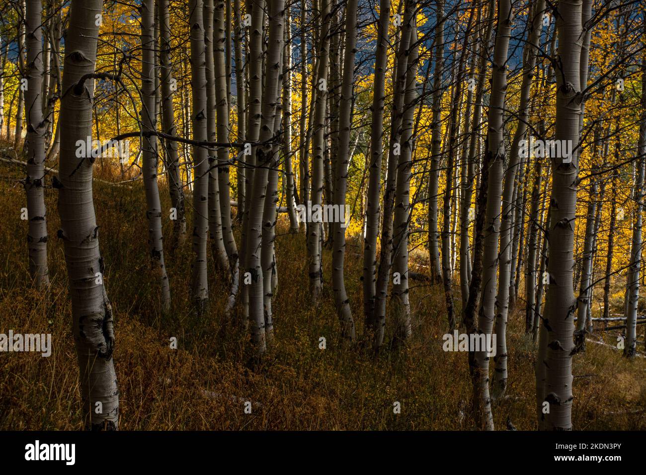Autumn aspens along the Marshall Lake Trail In Idaho's Sawtooth Mountains Stock Photo