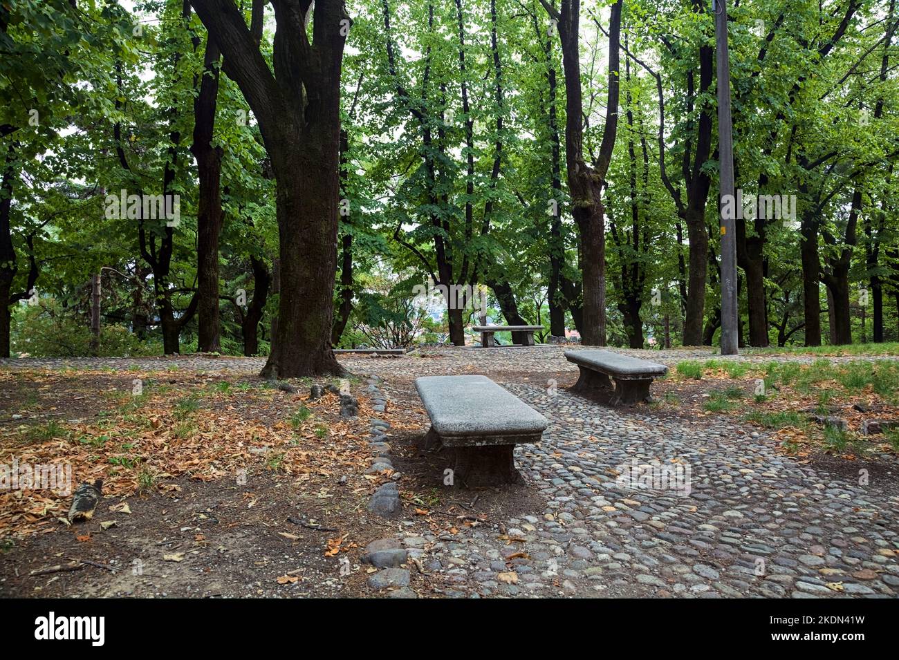 Paved path under the tree canopy of a park with stone benches by its ...