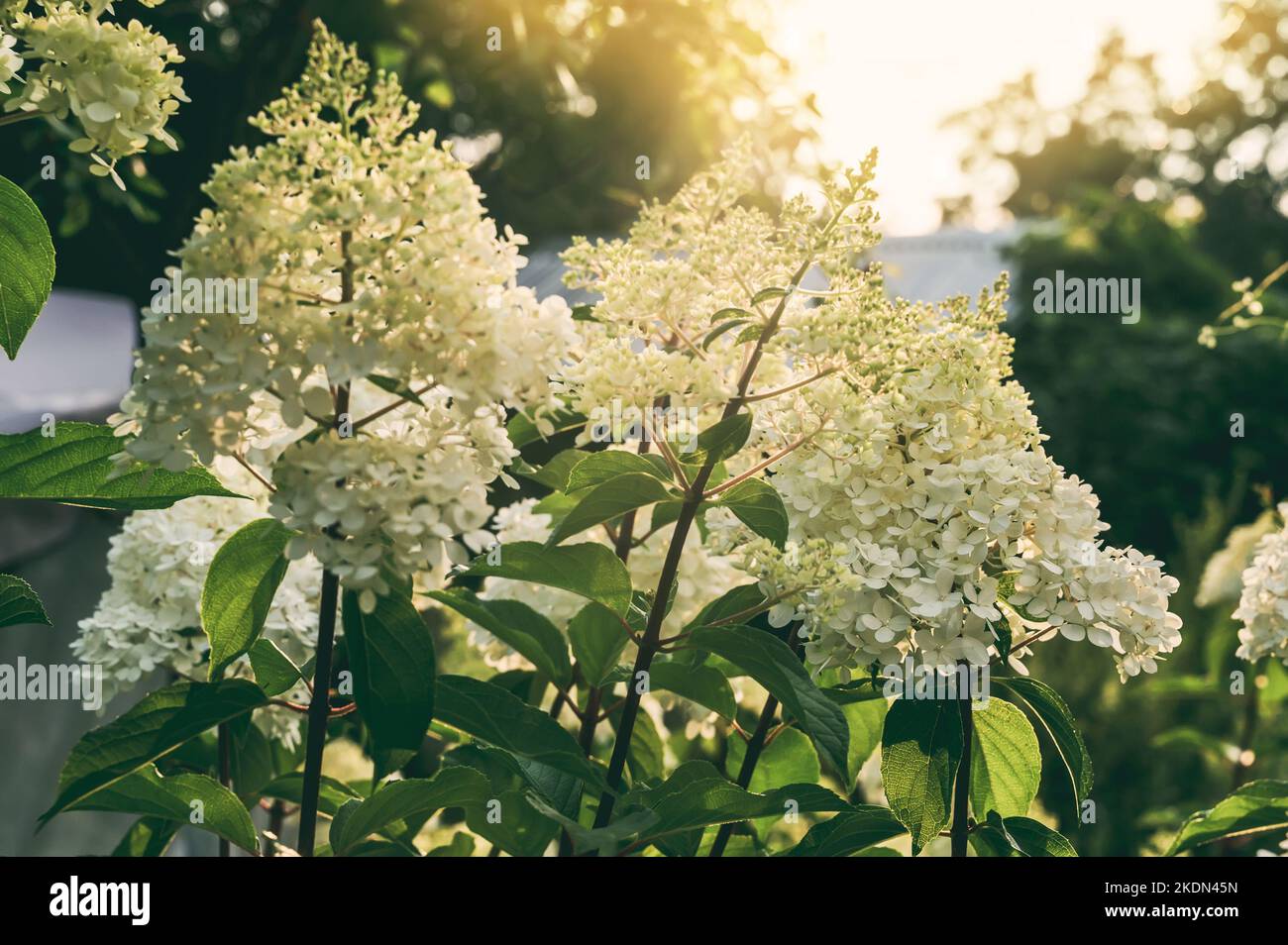 white paniculata hydrangea. Hydrangea paniculata Sundae Fraise boasting loose, fluffy, conical flower heads at the tips of arching branches in bright Stock Photo