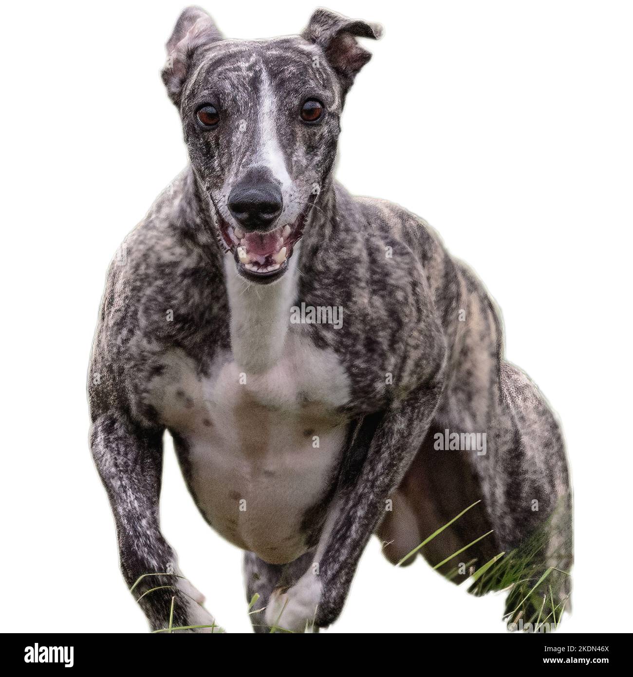 Dog running in field and chasing at full speed on competition straight ...