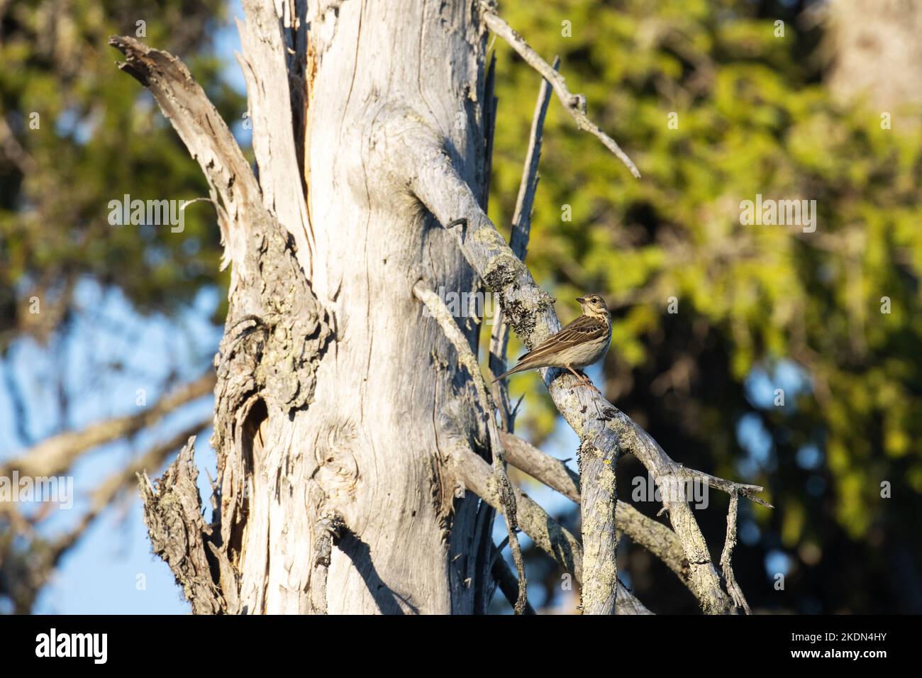 Wood pipit, Anthus trivialis perched on a large and old dead Spruce tree in summery Oulanka National Park, Northern Finland Stock Photo