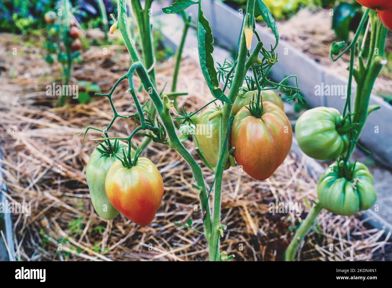 Large tomatoes in the shape of a heart on beds in a polycarbonate greenhouse. Small subsistence farming. Stock Photo