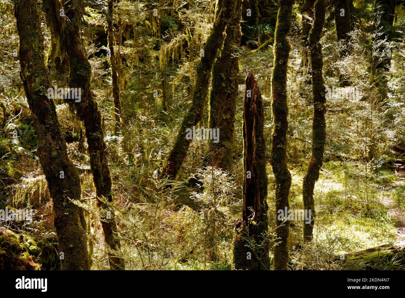 The Enchanted Forest, Heaphy Track, Kahurangi National Park, Tasman 