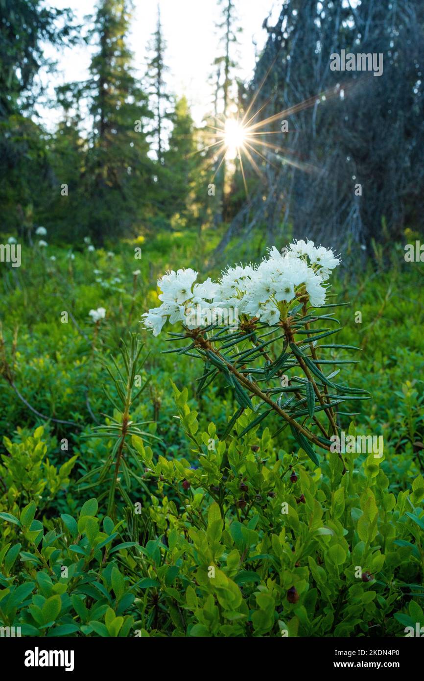 Beautiful flowering Wild rosemary, Rhododendron tomentosum in summery