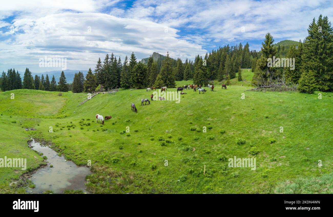 Herd with wild horses grazing on green meadov with stream, eating grass near spruce forest in mountain valley against cloudy sky. Panorama, top view Stock Photo