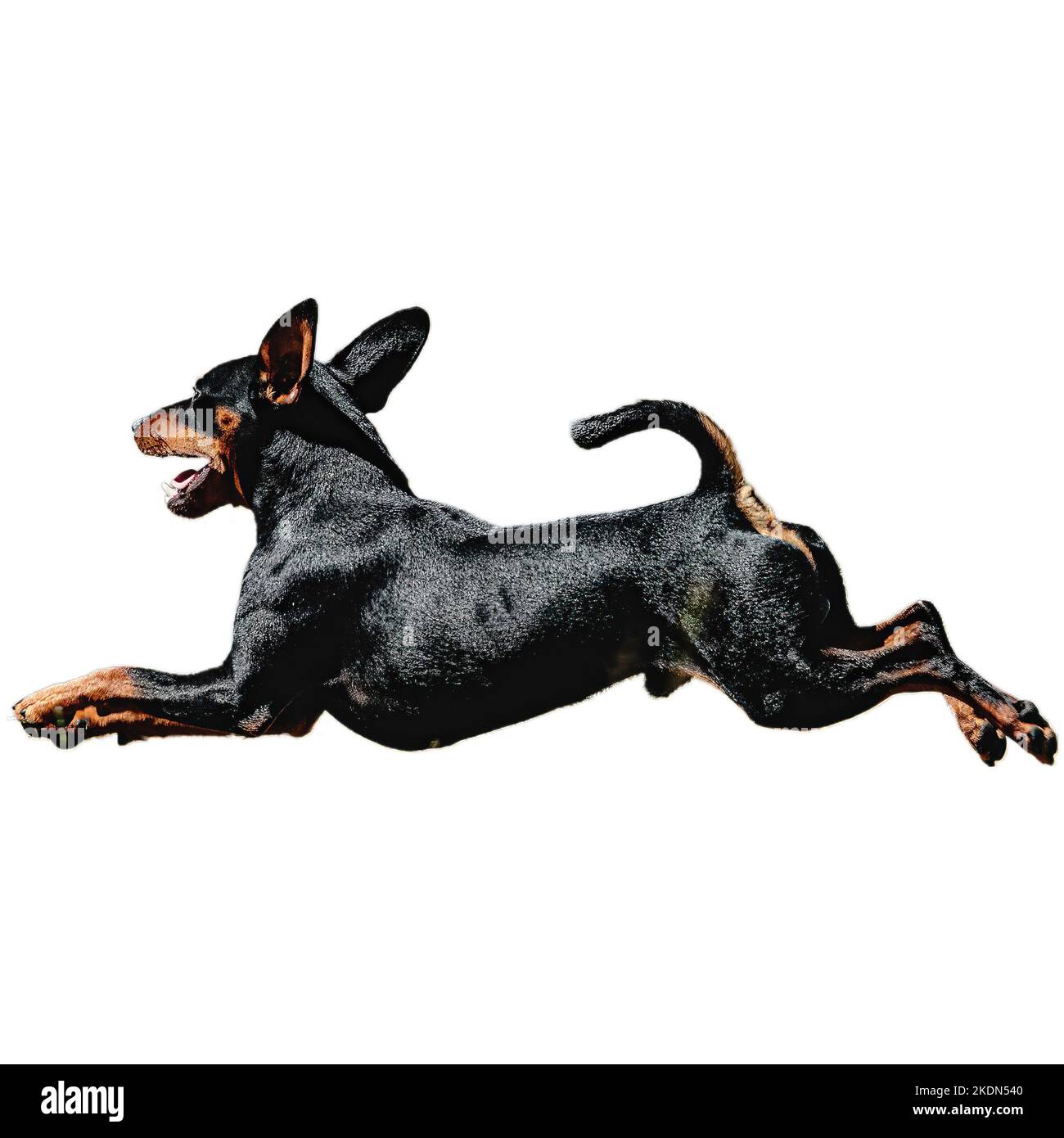 Dog running in field and chasing at full speed on competition straight