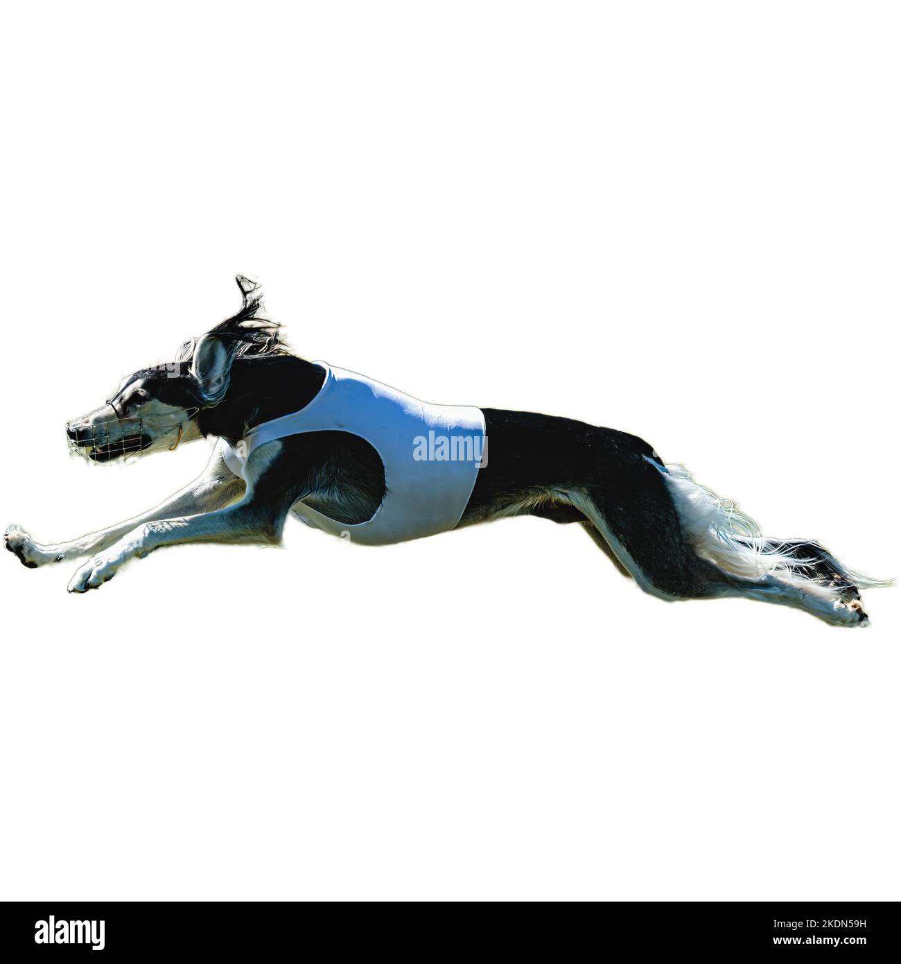 Dog running in field and chasing at full speed on competition straight