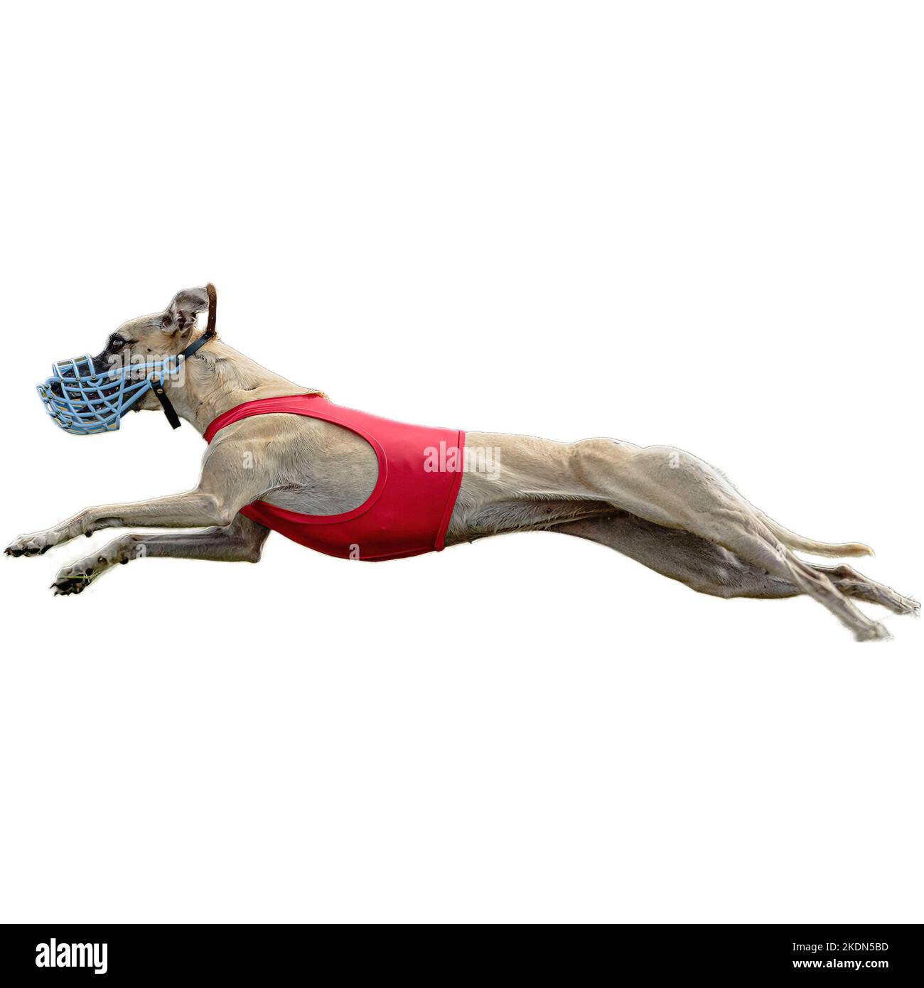 Dog running in field and chasing at full speed on competition straight ...