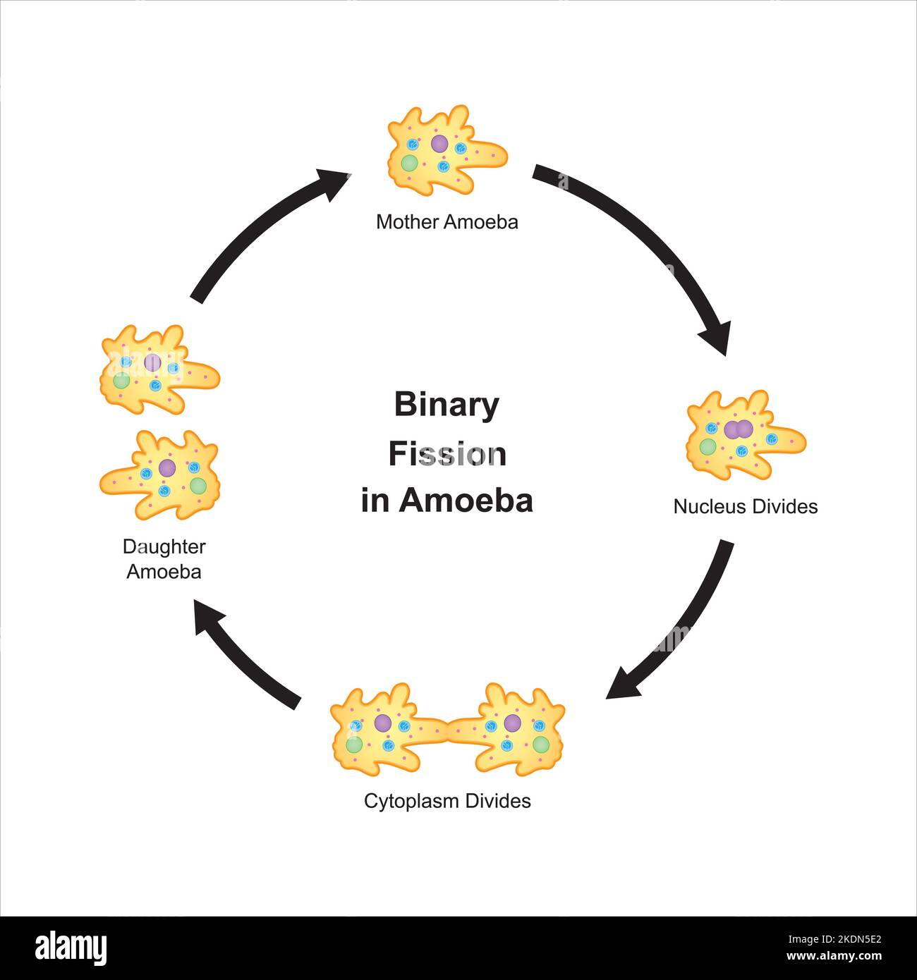 Scientific Designing of Binary Fission in amoeba. Colorful Symbols. Vector Illustration. Stock Vector