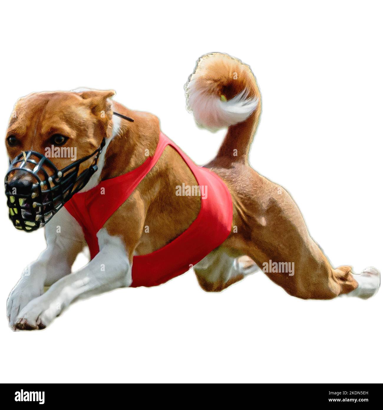 Dog running in field and chasing at full speed on competition straight