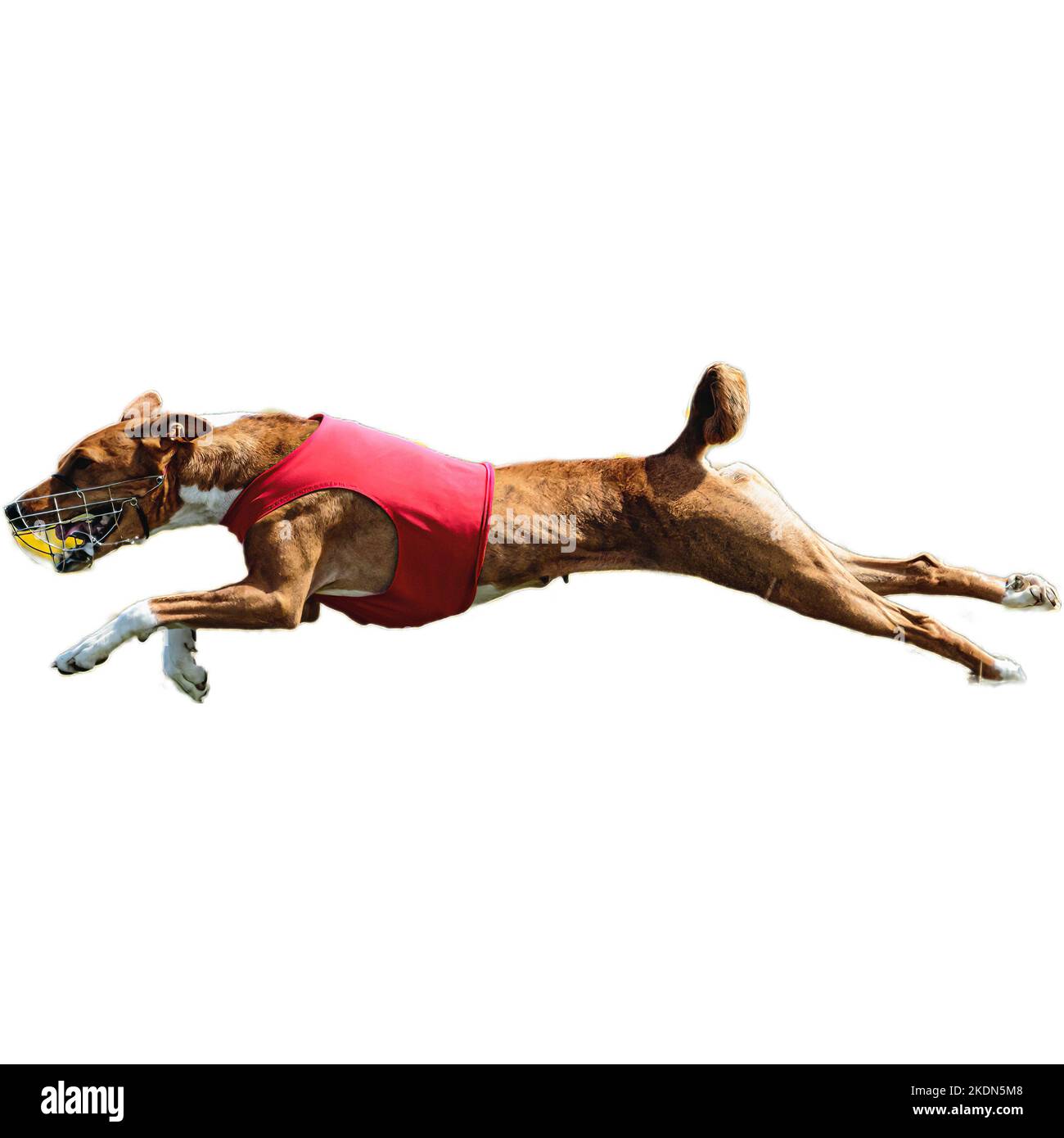 Dog Running In Shoe Store at Joseph Vaccaro blog