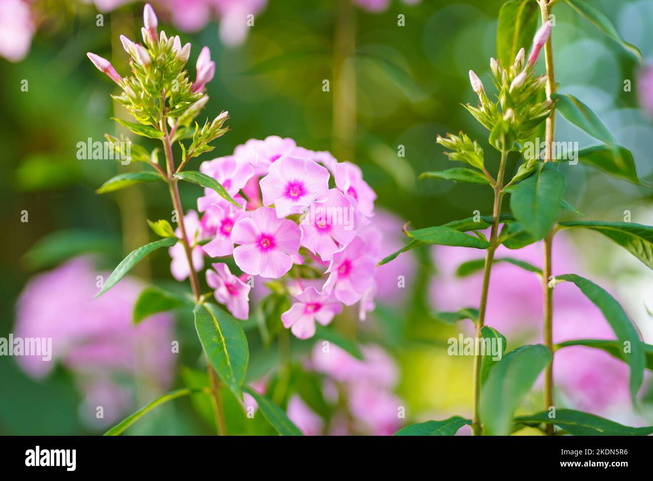 Pink phlox (Phlox paniculata) blooms in the summer garden. Fall phlox close up in bloom with beautiful soft green background Stock Photo
