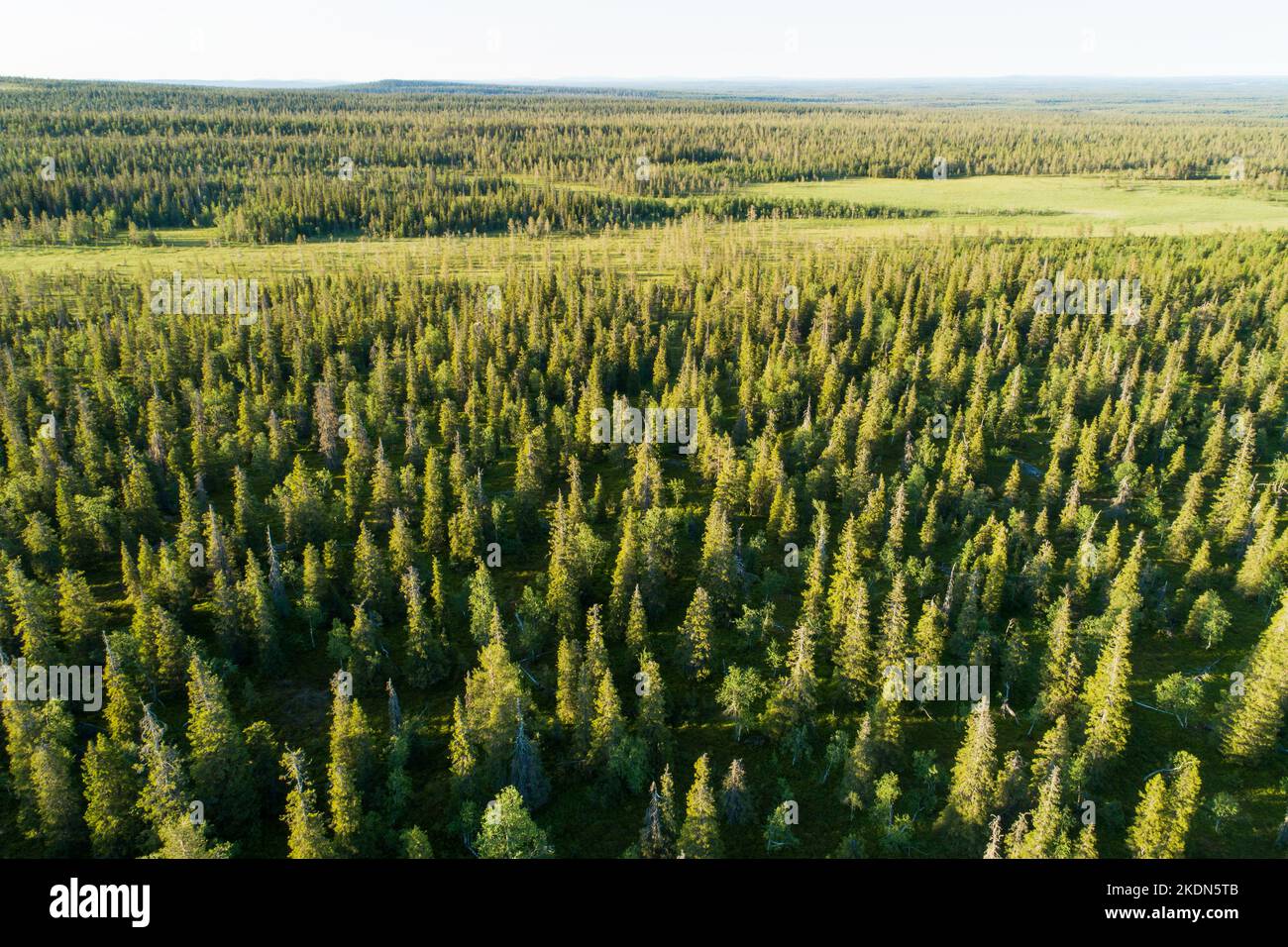 An aerial of a vast Finnish landscape with old-growth forests and bogs in Riisitunturi National Park Stock Photo