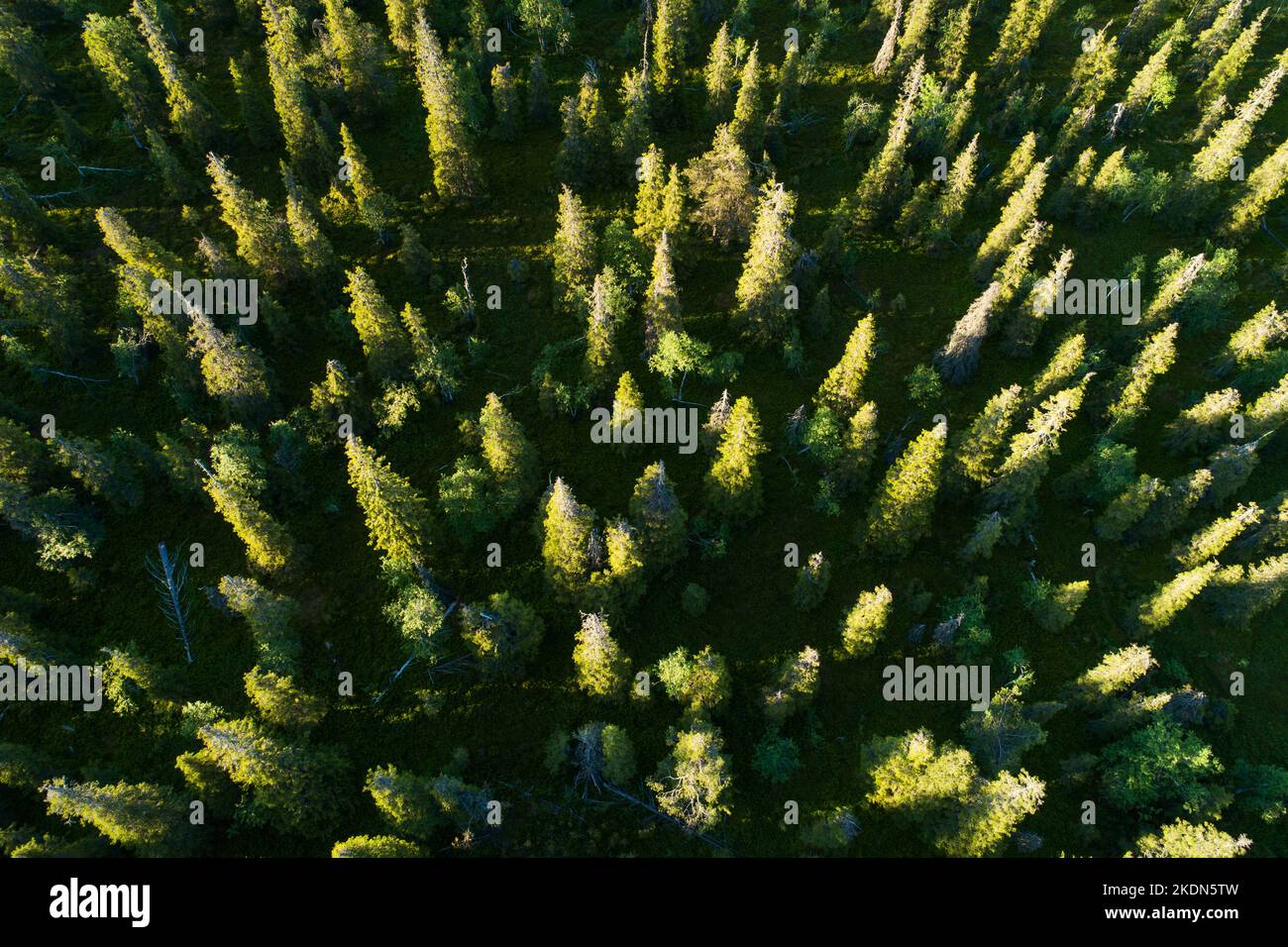 An aerial of an old-growth coniferous taiga forest in summery Riisitunturi National Park, Northern Finland Stock Photo