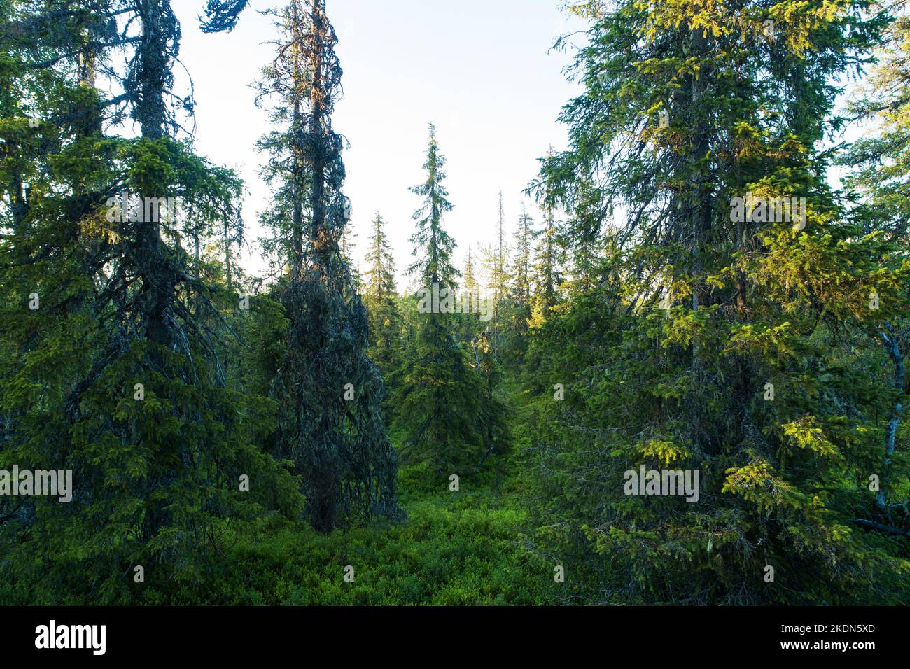Summery old-growth taiga forest in Riisitunturi National Park, Northern Finland Stock Photo
