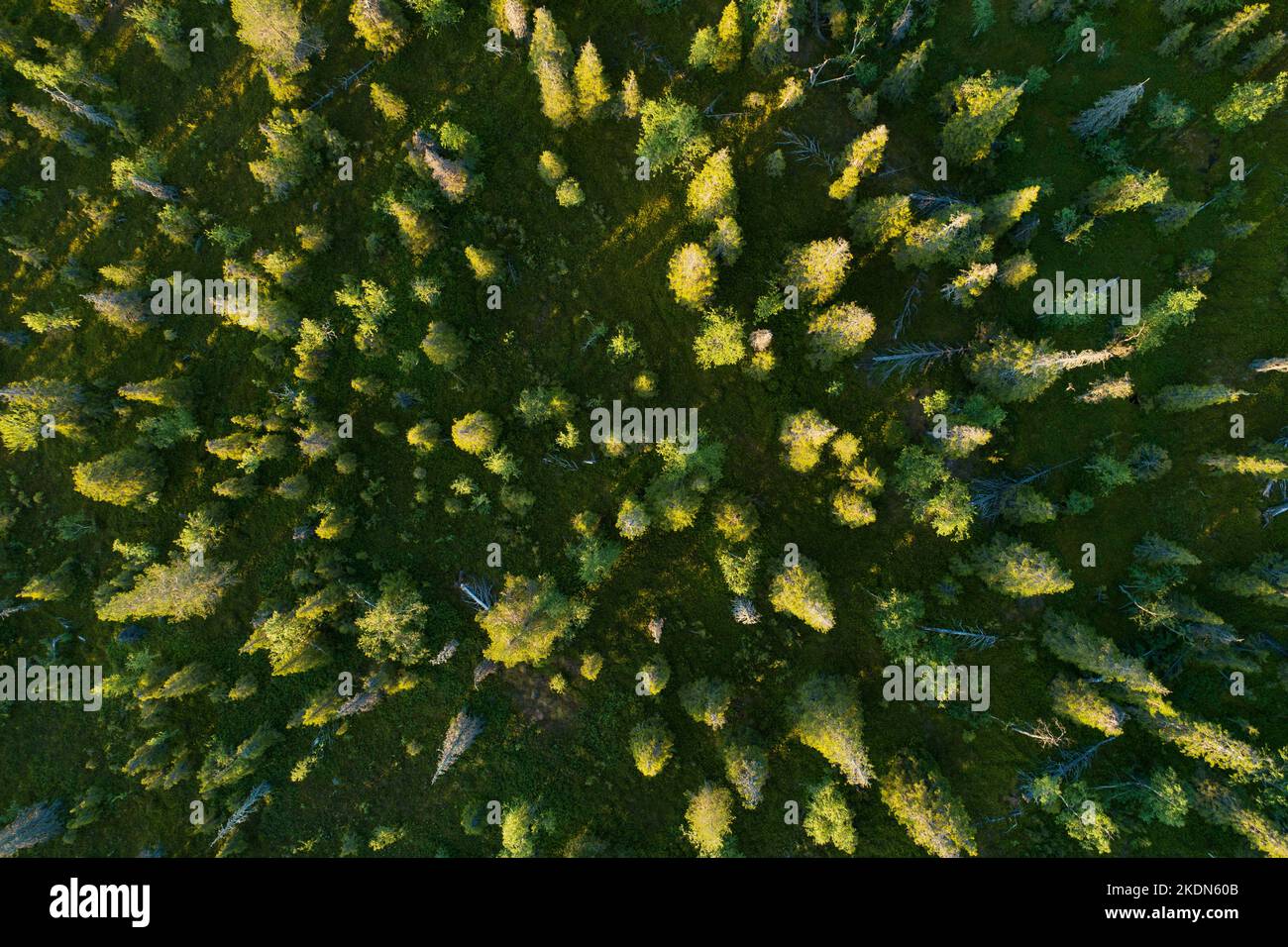 An aerial of an old-growth coniferous taiga forest in summery Riisitunturi National Park, Northern Finland Stock Photo