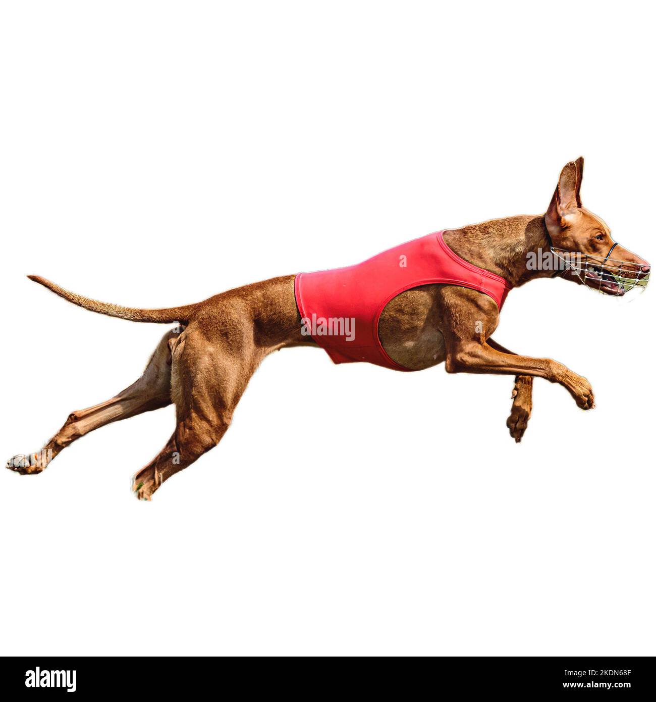 Dog running in field and chasing at full speed on competition straight