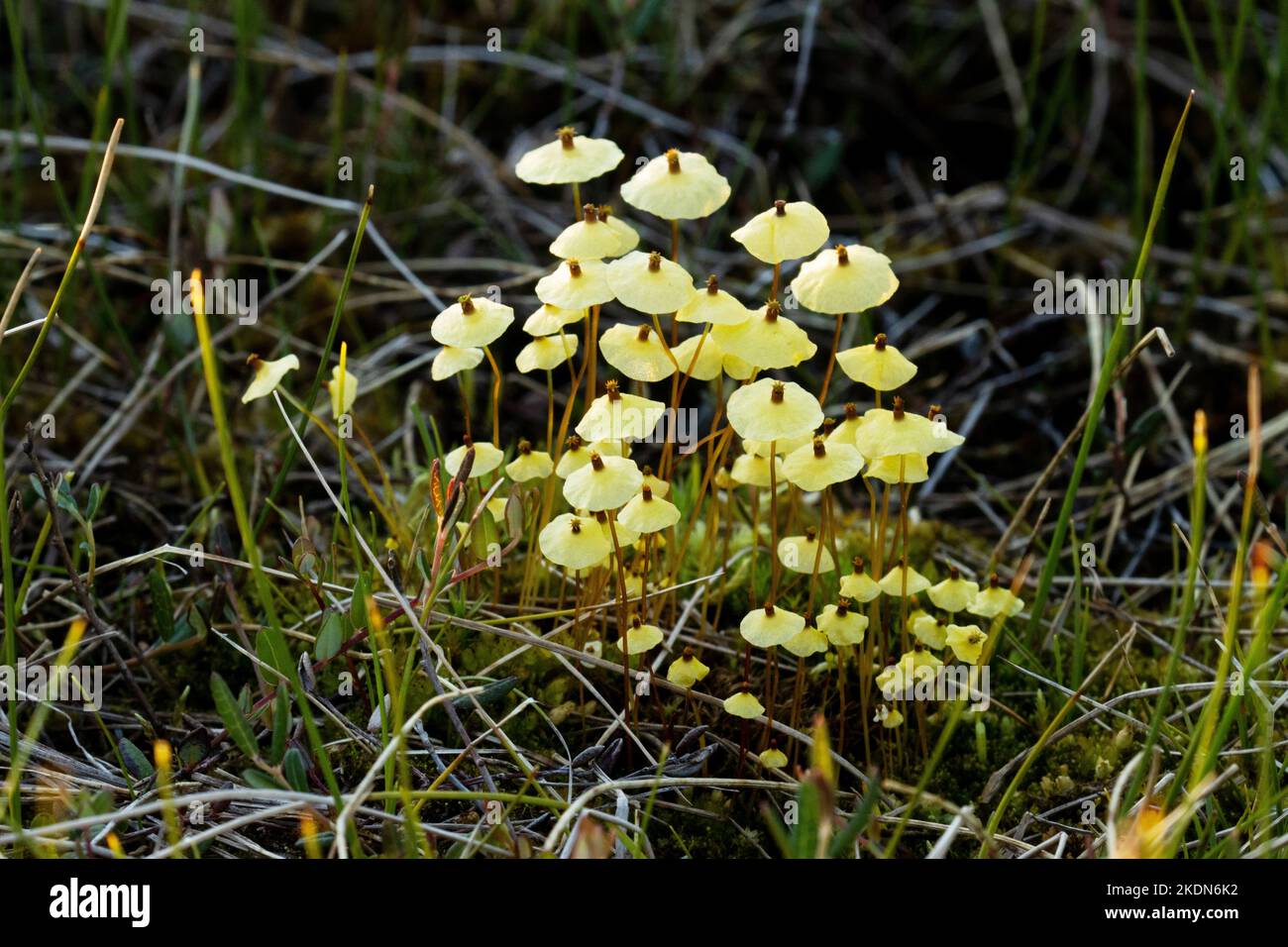 Close-up of Yellow moosedung moss, Splachnum luteum growing in a bog in Riisitunturi National Park, Northern Europe Stock Photo