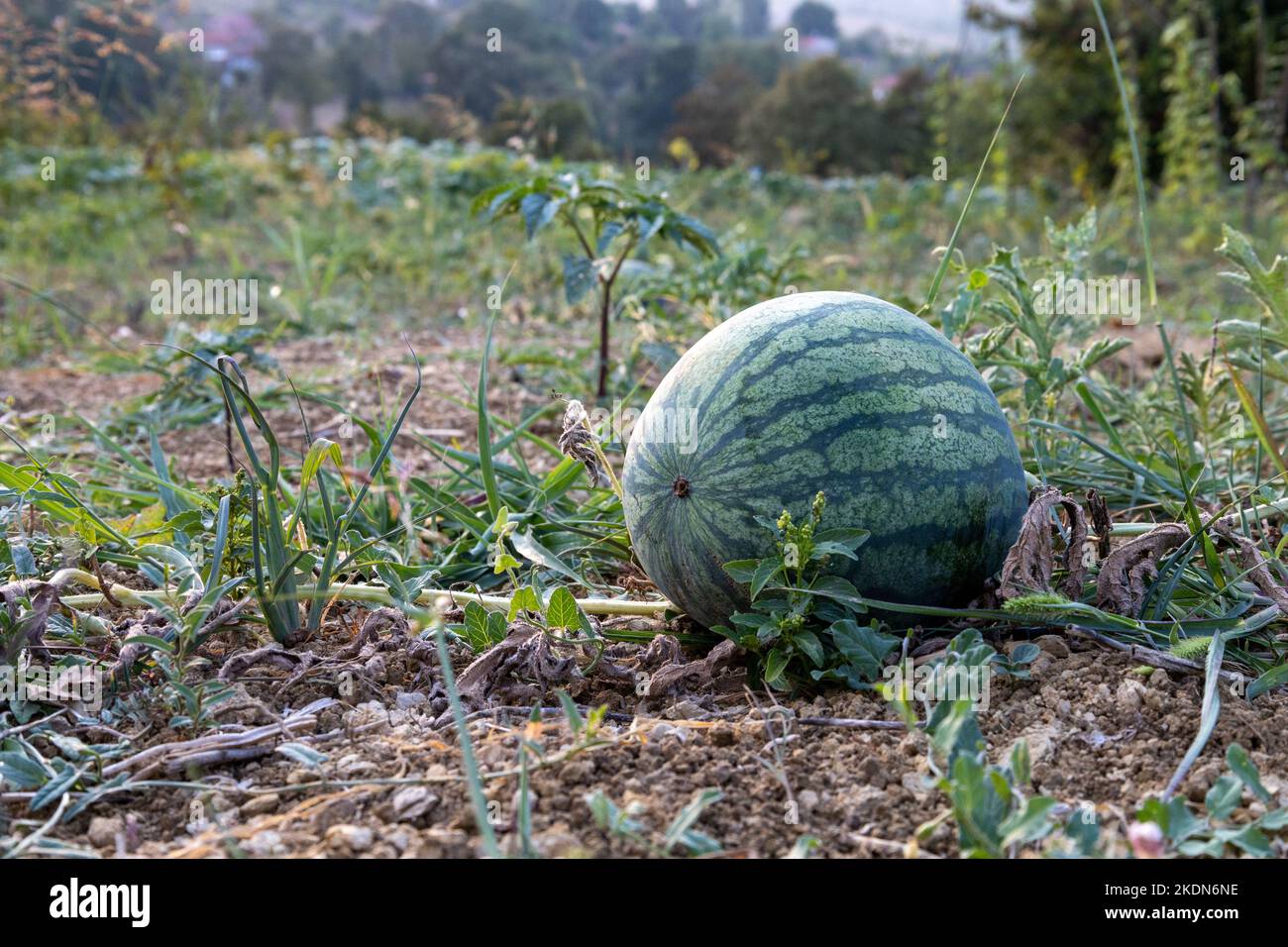 Watermelon in the garden. Closeup watermelon Stock Photo Alamy