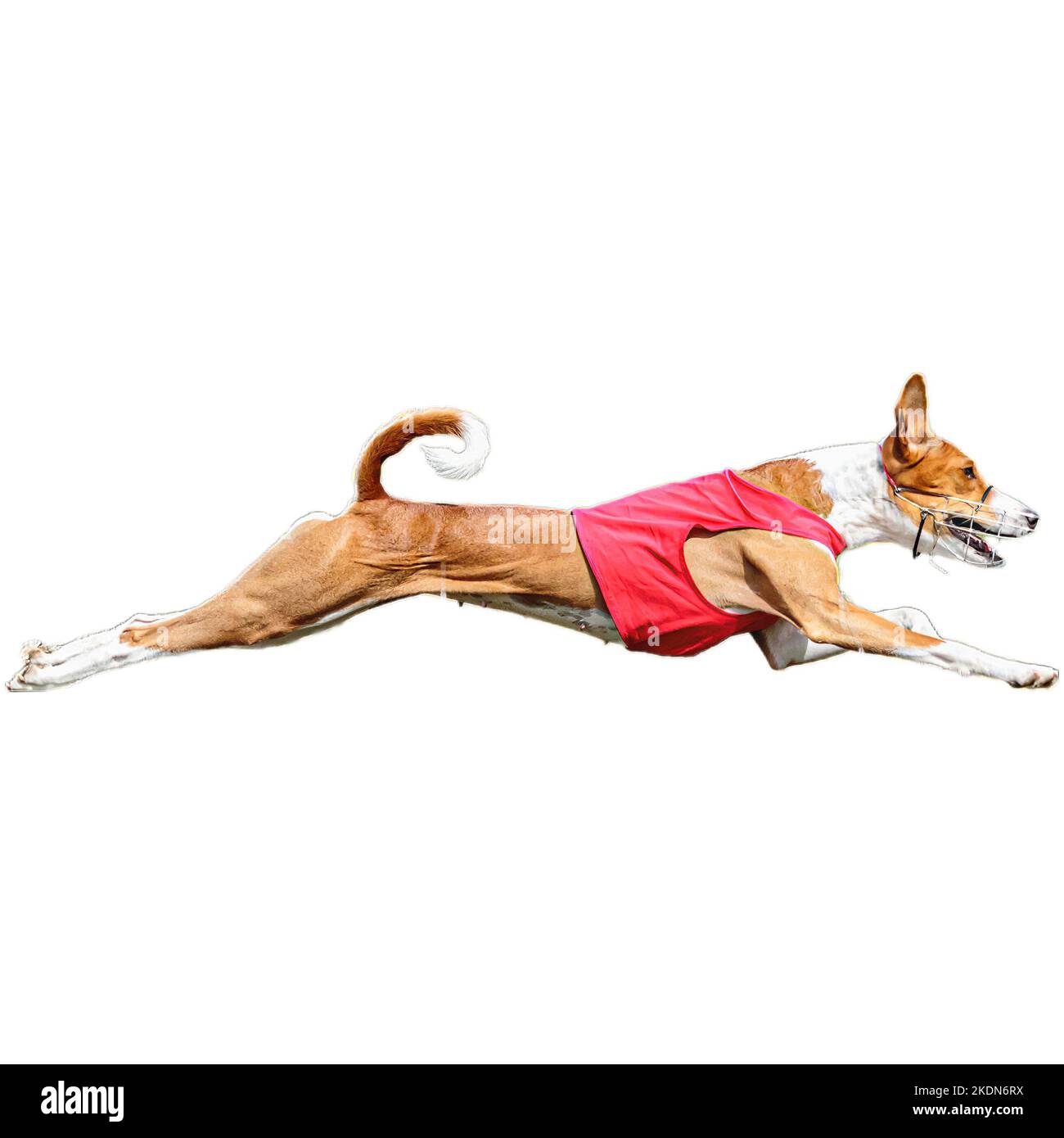 Dog running in field and chasing at full speed on competition straight