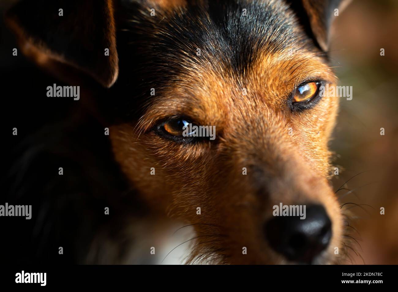 portrait of a young cellar dog. Close-up to capture his gaze. Innocence, tenderness. staring at the camera. Animal themes. Stock Photo