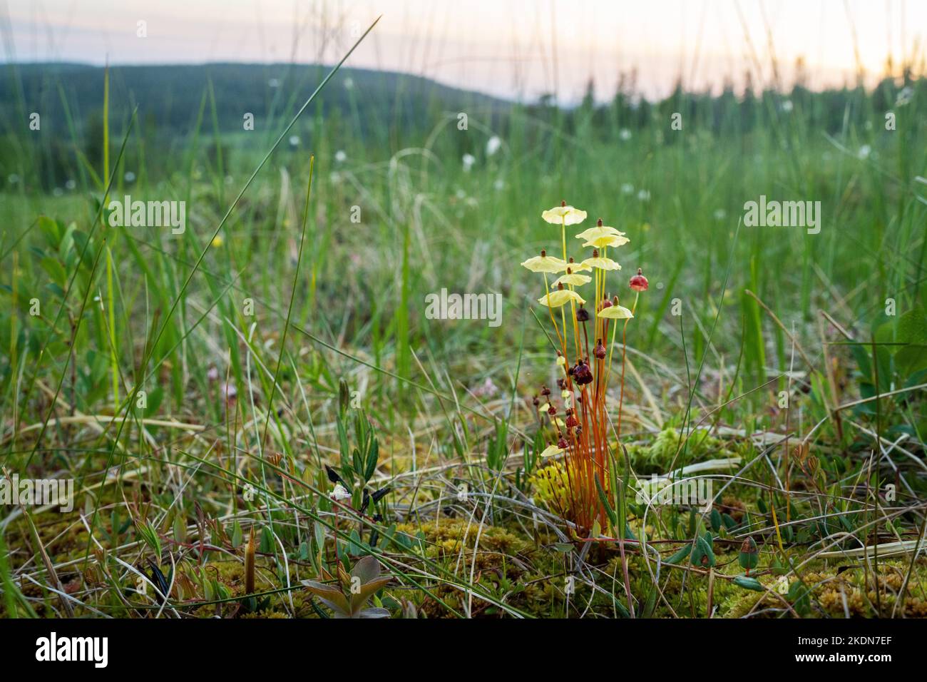 Yellow moosedung moss, Splachnum luteum growing in a bog in Riisitunturi National Park, Northern Europe Stock Photo