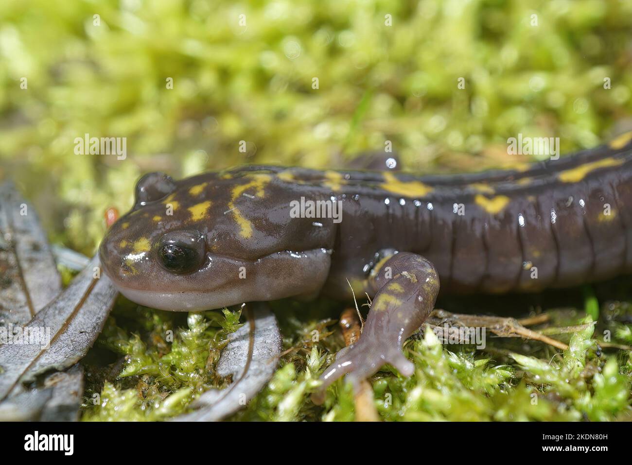 Closeup on the critically endangered Gorgan Mountain Salamander, Paradactylodon gorganensis on moss Stock Photo