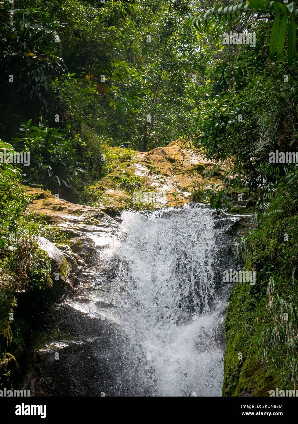 Lots of Vegetation, Plants, Moss on the Rocks at Waterfalls in Envigado, Antioquia, Colombia Stock Photo