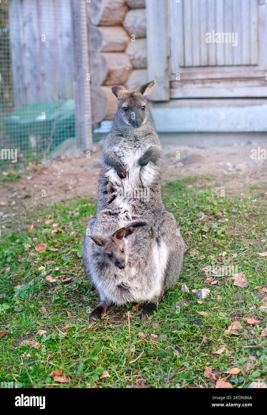 Kangaroo with a baby in her bag in the park on the grass. Vertical