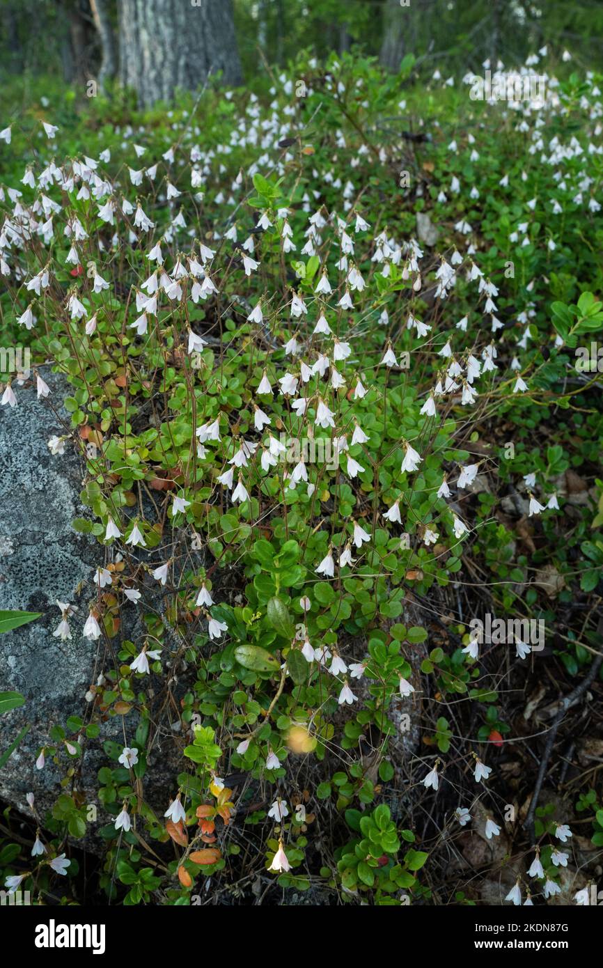 A patch of flowering Twinflowers, Linnaea borealis in a summery Finnish taiga forest near Kuusamo Stock Photo