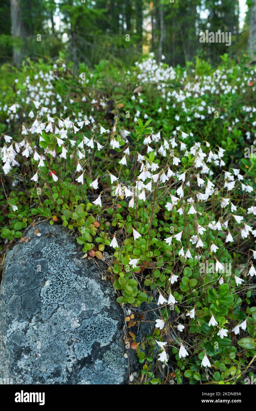 A patch of flowering Twinflowers, Linnaea borealis in a summery Finnish taiga forest near Kuusamo Stock Photo