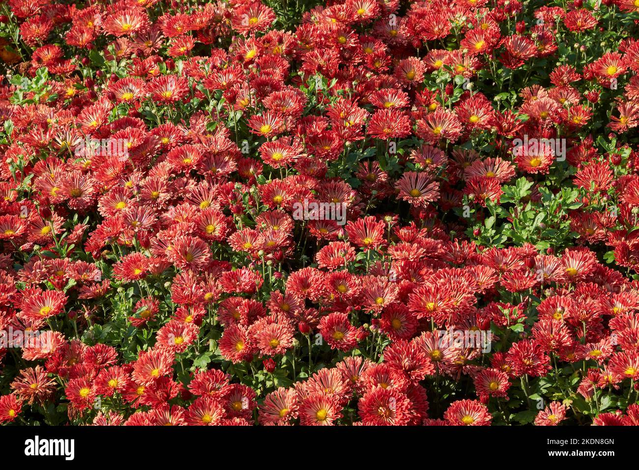 Red chrysanthemum flowers hi-res stock photography and images - Alamy
