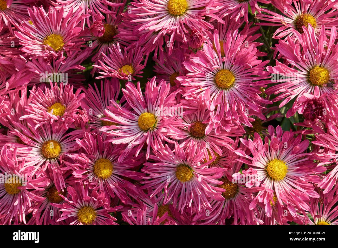 Background of pink and white chrysanthemum flowers. Top view. Stock Photo