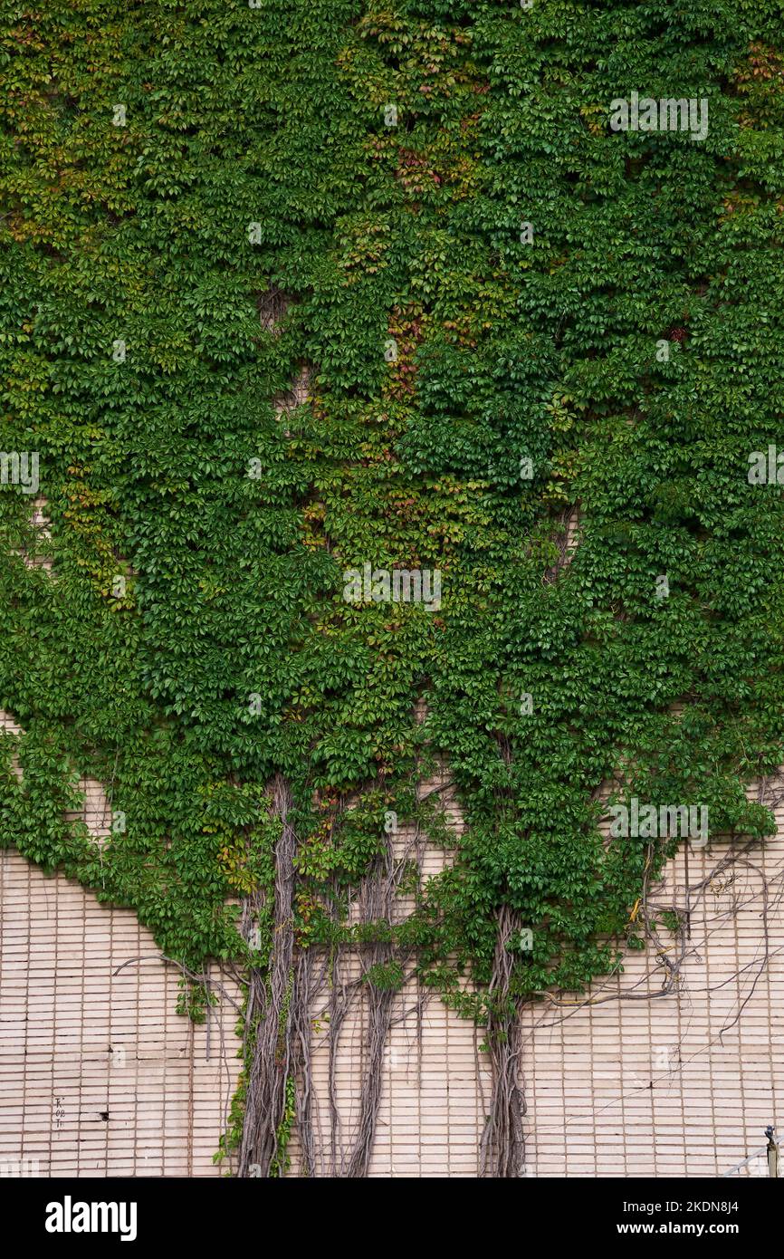 Wall overgrown with Parthenocissus quinquefolia plant, known as Virginia creeper or Boston Ivy, five leaved ivy or five-finger wild grape. A wall of g Stock Photo