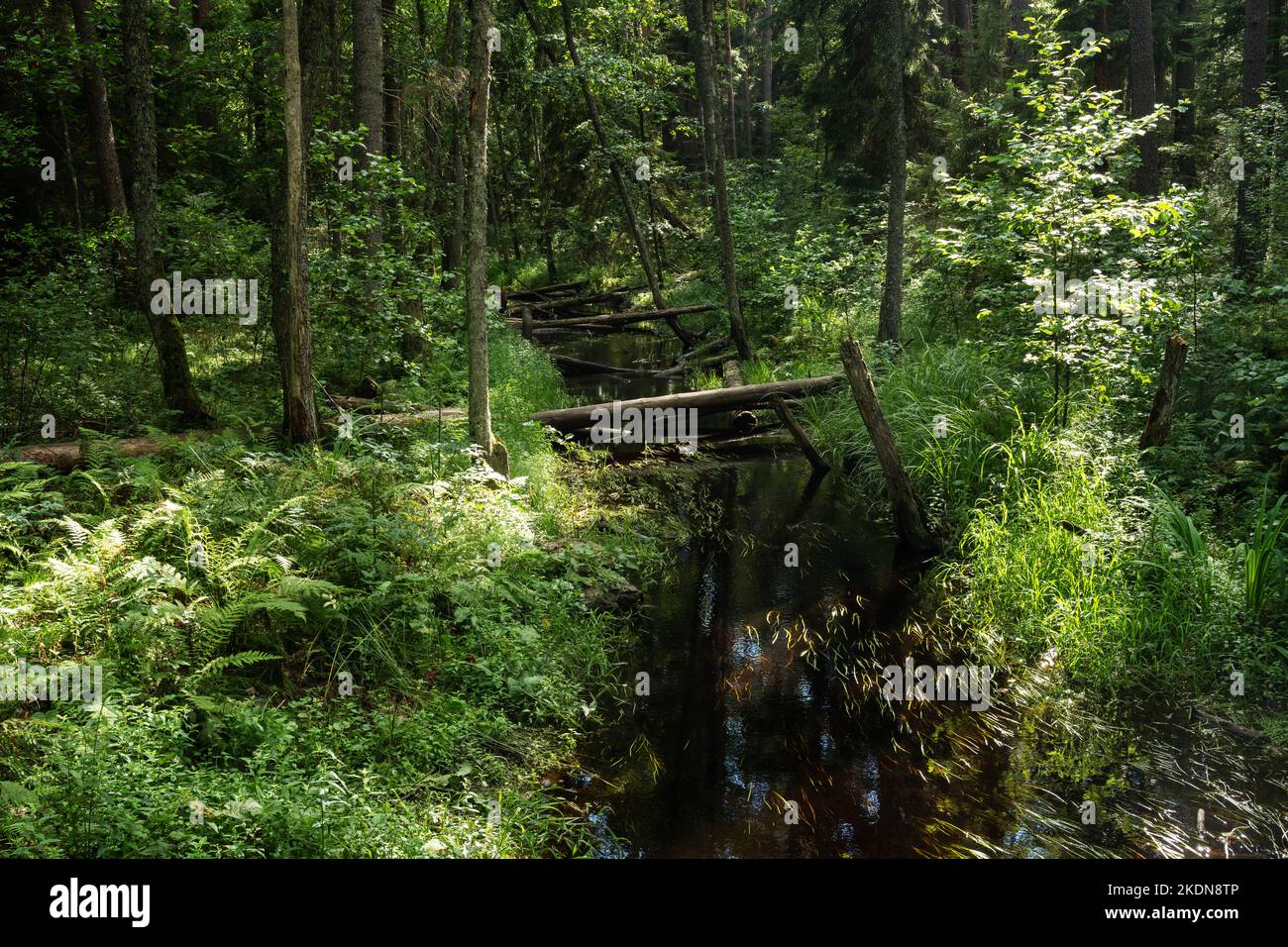A view to summery Toonoja river surrounded with lush vegetation in Soomaa National Park, Estonia. Stock Photo