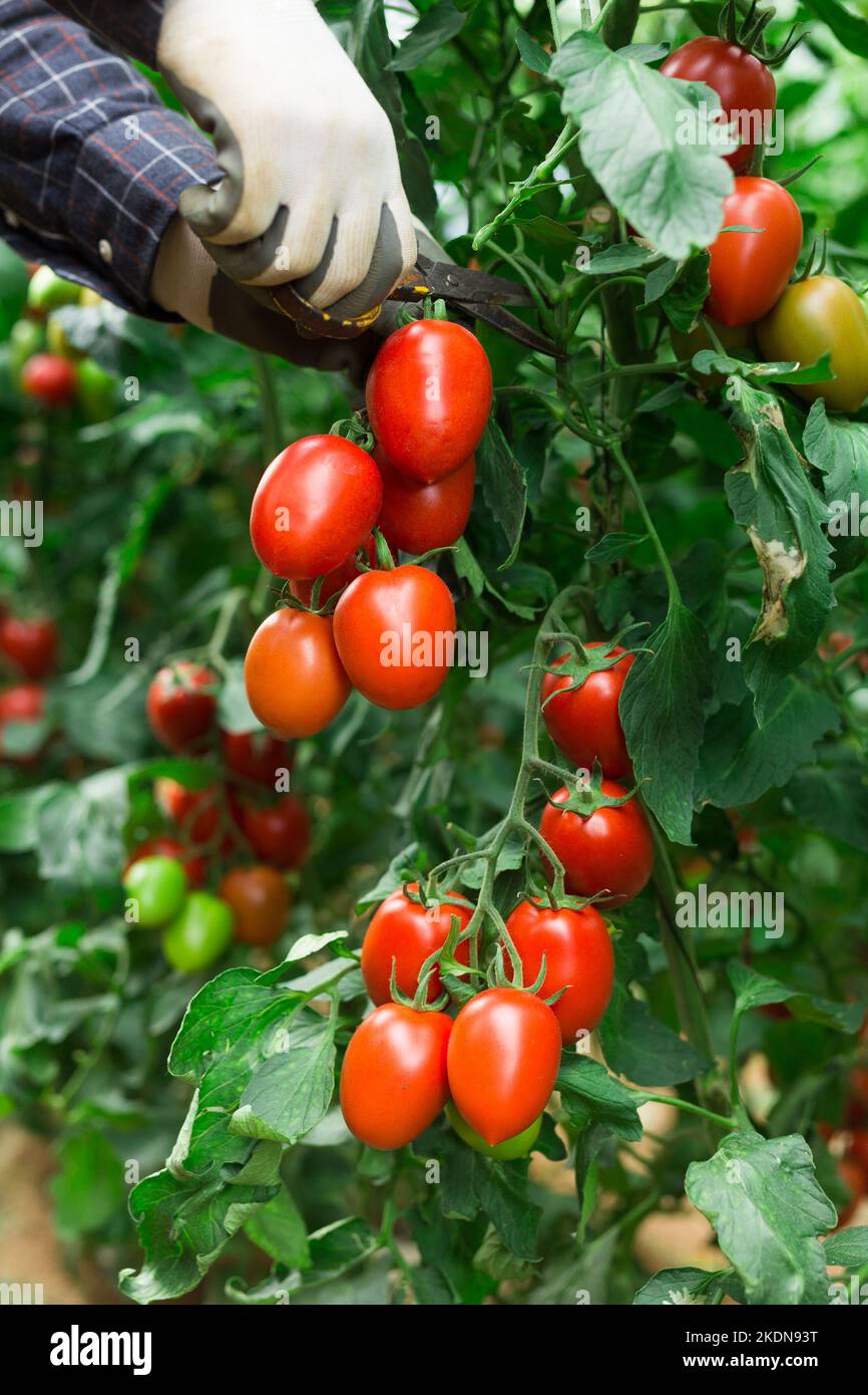 Harvesting ripe red tomatoes in the greenhouse Stock Photo - Alamy