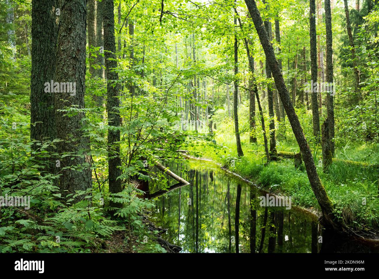 A view to summery Toonoja river surrounded with lush vegetation in Soomaa National Park, Estonia. Stock Photo
