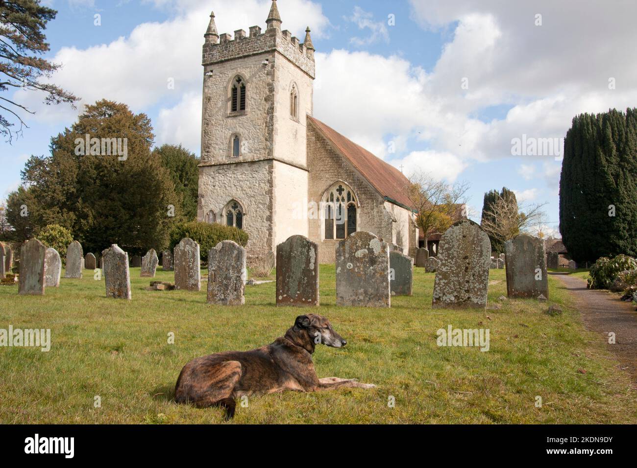 Lurcher dog sitting in grounds of All Saints parish church, Headley, East Hampshire, England Stock Photo