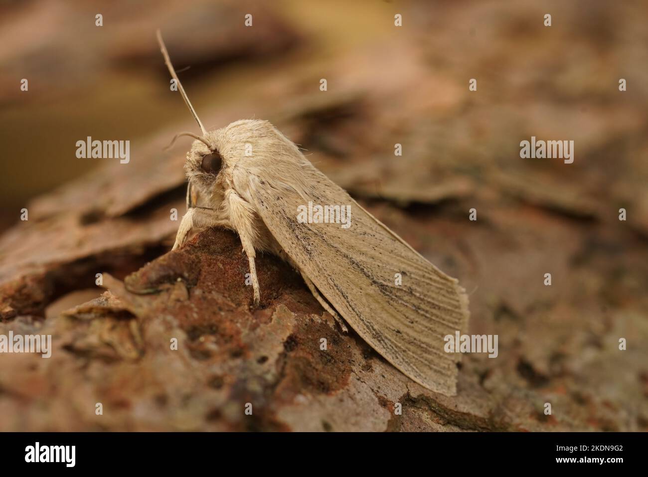 Detailed closeup on the pale brown colored seasonal Large Wainscot owlet moth, Rhizedra lutosa sitting on wood Stock Photo