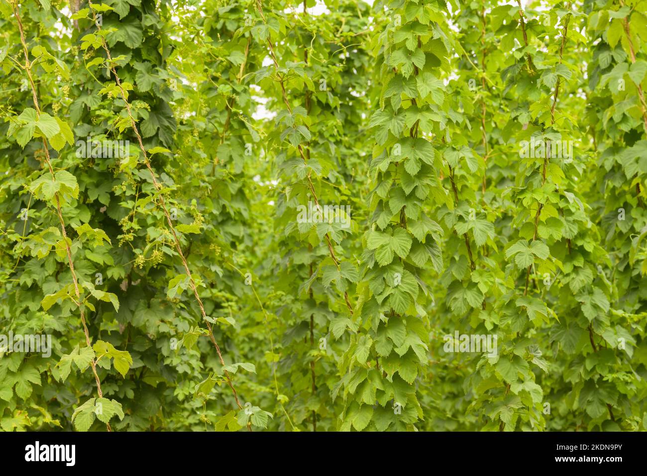 hops growing vertically up twine in hop field, Kent, England, UK Stock Photo