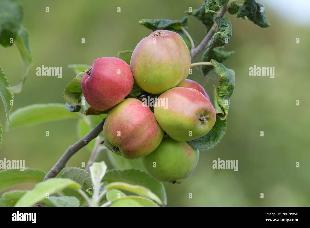 Lord Peckover apples growing in UK Stock Photo Alamy