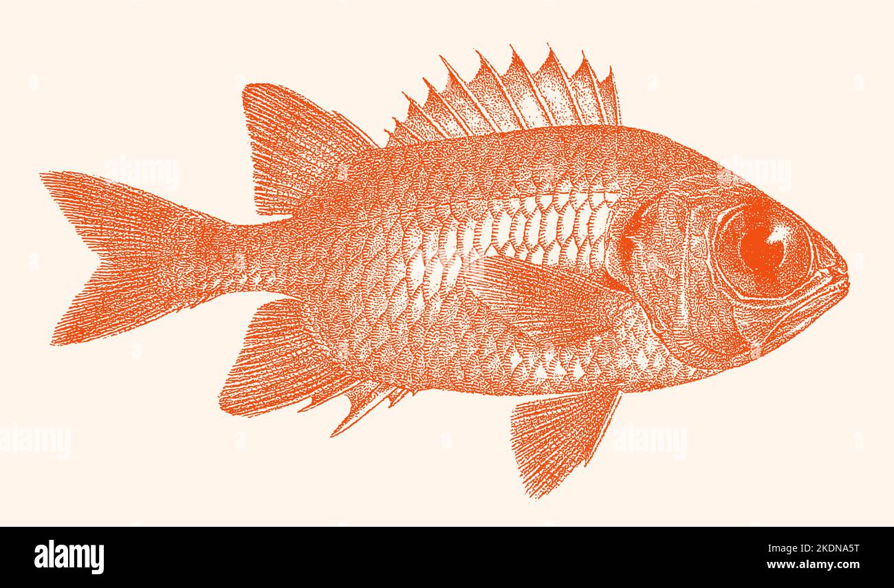 Pinecone soldierfish myripristis murdjan, tropical marine fish in side view Stock Vector