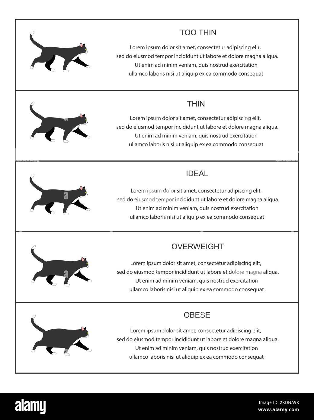 Cat weight chart infographic table. Kitties profiles with normal and abnormal body condition. Thin, ideal, overweight and obese feline domestic pets. Vector flat illustration Stock Vector