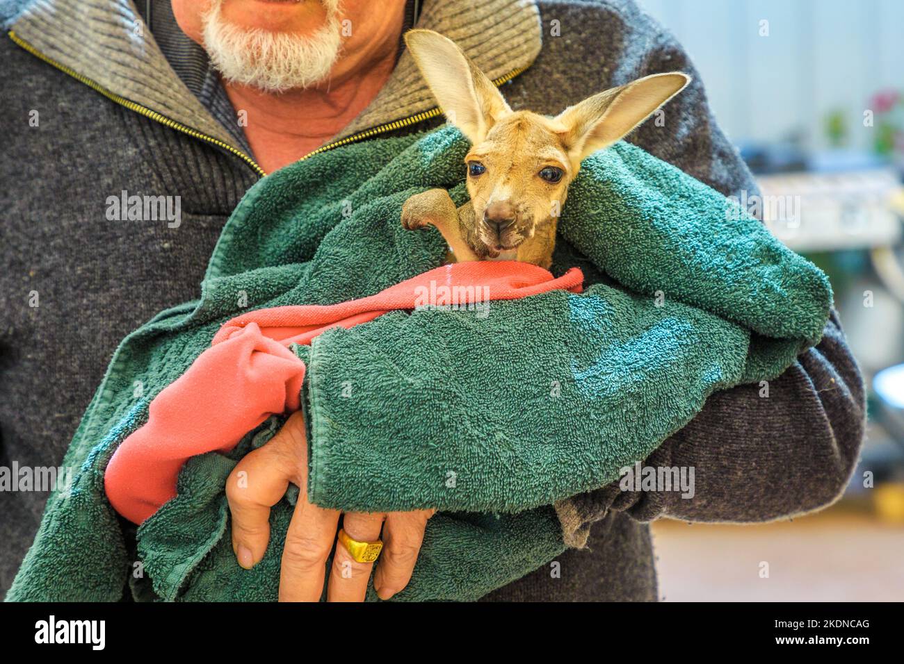 Coober Pedy, South Australia -Aug 27, 2019: A guided tour takes visitors and families to meet an orphaned kangaroo joey at Coober Pedy Kangaroo Stock Photo