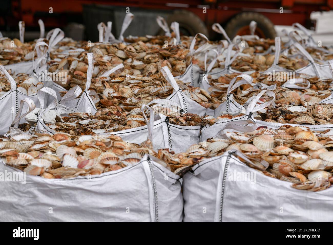 Bags with empty scallop shell for processing Stock Photo