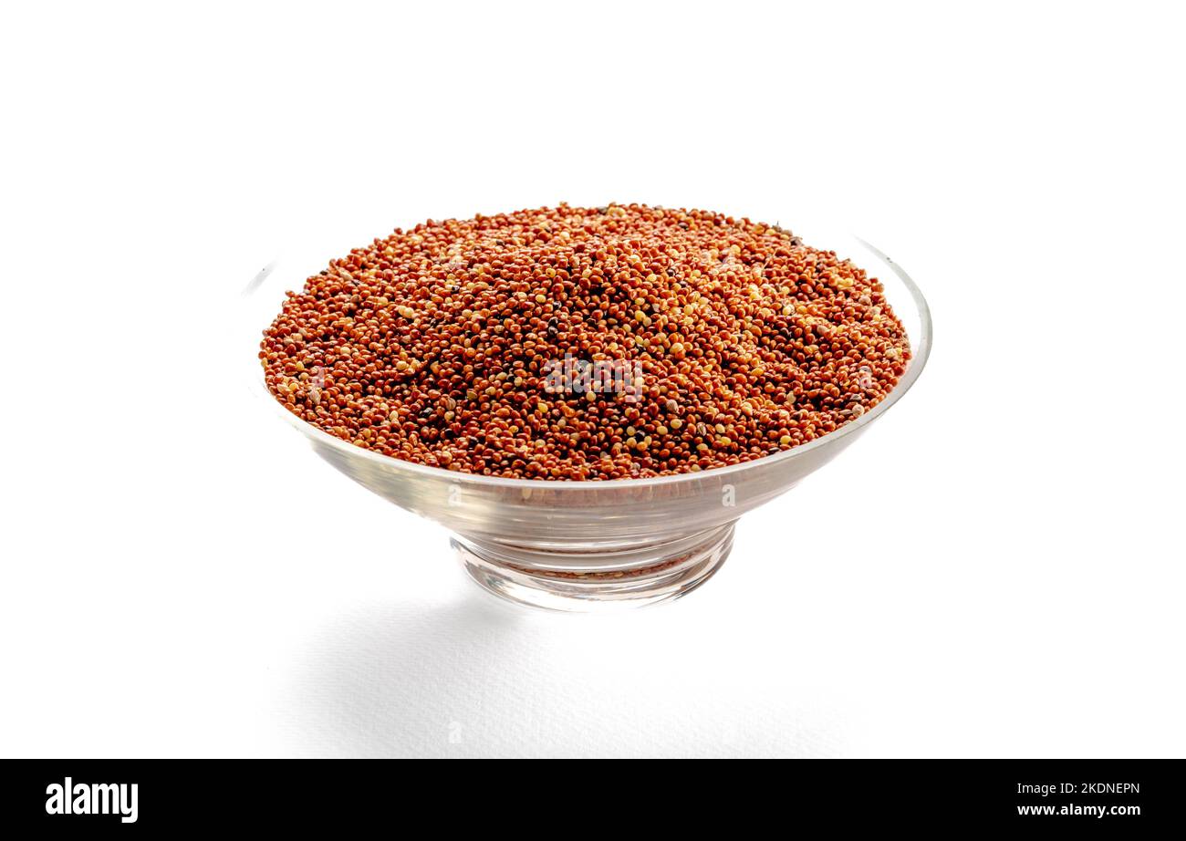 dried grains bird food. Red millet grain. Millets are a highly varied