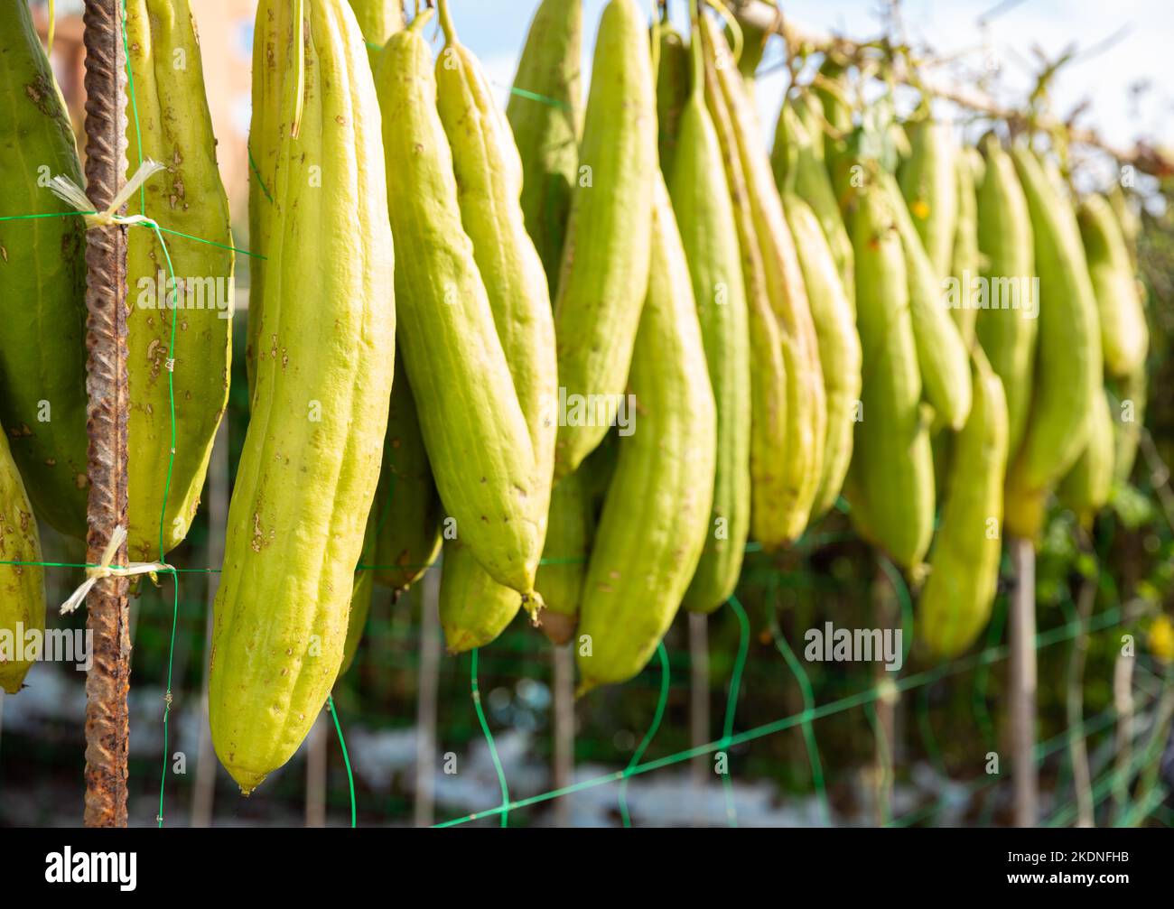 Ripe Luffa fruits drying in sun Stock Photo Alamy